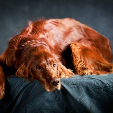 Irish Red Setter: Faithful and friendly family dog