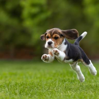 Beagle, long-eared dog also known as Snoopy: He can be stubborn, he doesn't like to be alone and he sings well