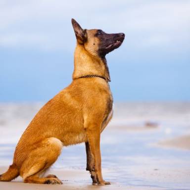 Belgian Malinois: Stubborn, lively and strict dog for whom there is no obstacle