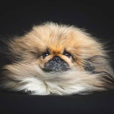 Pekingese, a small intelligent dog and a fearless protector of the family