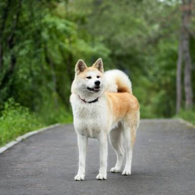 Everything You Need to Know About Akita Dog Breeds: A Comprehensive Guide