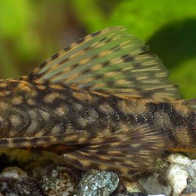 The Complete Guide to Ancistrus Fish Species: A Comprehensive Resource for Aquarium Enthusiasts