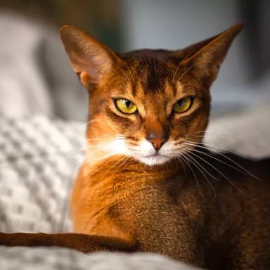 Unveiling the Enigma of Abyssinian Cats: A Comprehensive Guide to the Cherished Feline Breed