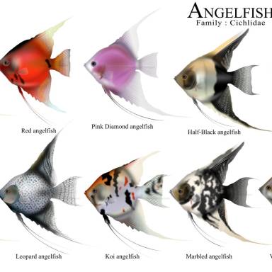 Diving into the Diverse World of Angelfish Breeds: A Comprehensive Guide