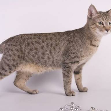 Exploring the Enigmatic American Bobtail