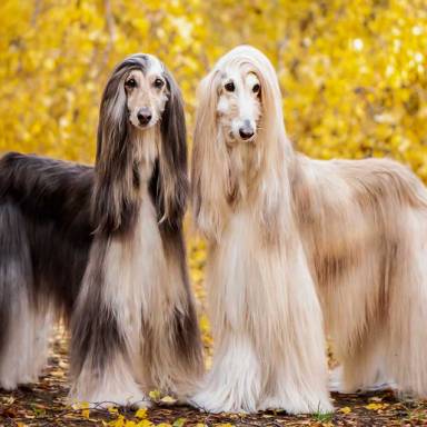 Afghan Hounds: A Comprehensive Guide to This Elegant Dog Breed