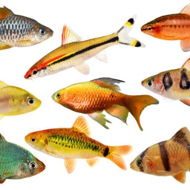 Barb Fish Breeds: Popular Species, Care Tips, and More