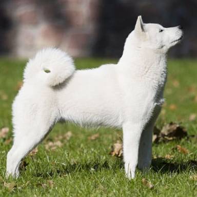 Ainu Dog Breeds: The Majestic Canines of Japan
