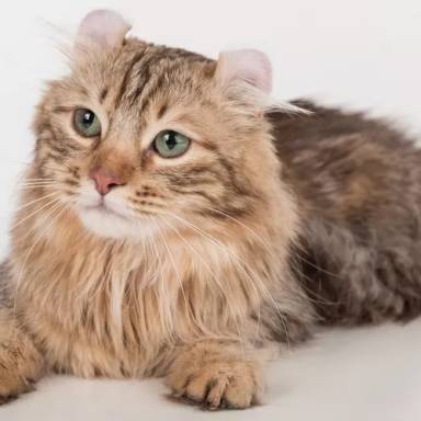 American Curl Cat Breeds: A Guide to These Unique and Affectionate Felines