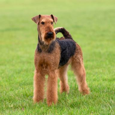 Airedale Terriers: The King of Terriers