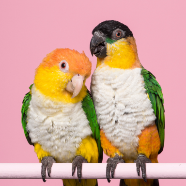 Caique Birds : The Playful Parrots of the Avian World